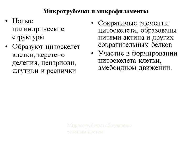 Микротрубочки и микрофиламенты Полые цилиндрические структуры  Образуют цитоскелет клетки, веретено деления, центриоли, жгутики